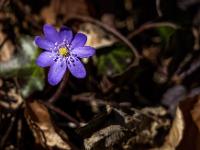 Sonnenspot auf Leberblümchen Blüte